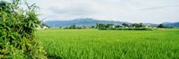 Framed Rice Field at Sunrise, Kyushu, Japan