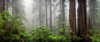 Framed Trees in Misty Forest