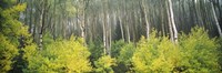 Framed Aspen Trees in a Forest, Utah