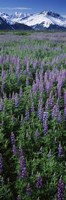 Framed Lupine Flowers in Bloom, Turnagain Arm, Alaska