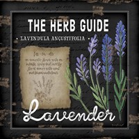 Framed Herb Guide Lavender