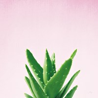 Framed Succulent Simplicity V on Pink