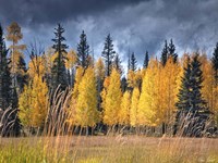 Framed Through the Yellow Trees I