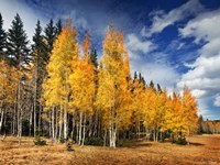 Framed Through the Yellow Trees II