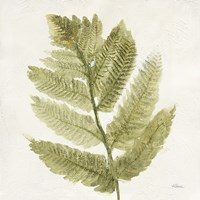 Framed Forest Ferns I