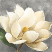 Framed Magnolia Blossom on Gray