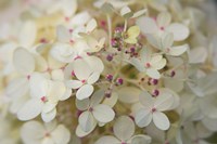 Framed Hydrangea Delight II