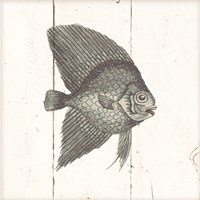 Framed Fish Sketches III Shiplap