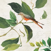 Framed Singing Bird I