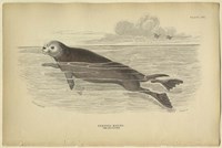 Framed Sea Otter