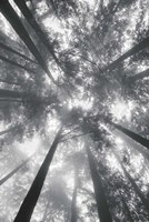 Framed Fir Trees I BW