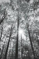 Framed Autumn Forest I BW