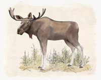 Framed Wilderness Collection Moose