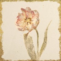 Framed Vintage May Wonder Tulip Crop