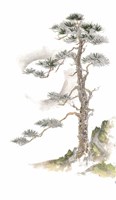 Framed Moon Pine on White
