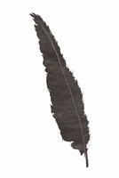 Framed Black Feather VI