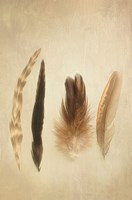 Framed Feathers I