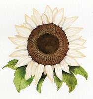 Framed Autumn Elegance White Sunflower