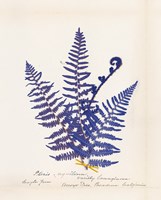 Framed Botanical Fern IV Blue