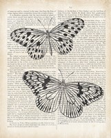 Framed Vintage Butterflies on Newsprint