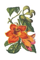 Framed Antique Botanical XVIII