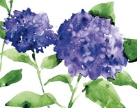 Framed Bright Hydrangeas