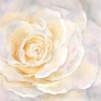 Framed Watercolor Rose Closeup II