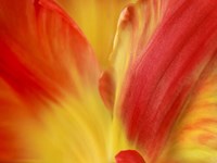 Framed Tulipa