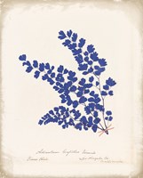Framed Botanical Fern III Blue Aged