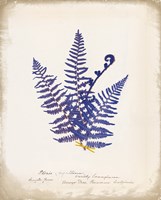 Framed Botanical Fern IV Blue
