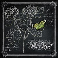 Framed 'Chalkboard Botanical I' border=