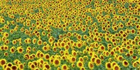 Framed Sunflower field, France
