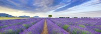 Framed Lavender Field, France