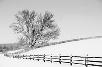 Framed Along the Lane II