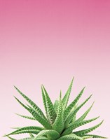 Framed Succulent Simplicity I Pink Ombre Crop