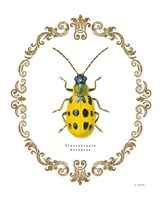 Framed Adorning Coleoptera VII