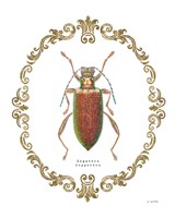 Framed Adorning Coleoptera VI