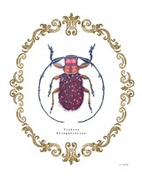 Framed Adorning Coleoptera II