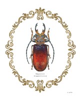 Framed Adorning Coleoptera I