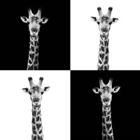 Framed 'Safari Profile Collection - Giraffes II' border=