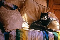 Framed Tuxedo Cat Sitting On Sofa