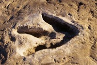 Framed 1990S Dinosaur Track Glen Rose Tx