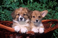 Framed Two Welsh Corgi Puppies In Basket