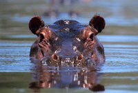 Framed Hippopotamus Amphibius Peering Out From Water