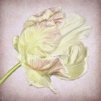Framed 'Pink Parrot Tulip Painting III' border=