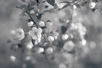 Framed Blush Blossoms I BW