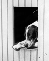 Framed 1930s Hunting Dog Pointer Looking Out Of His Doghouse