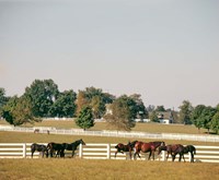 Framed 1990S Group Of Horses Beside White Pasture Fence