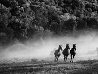 Framed Horse country