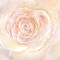 Framed Blush Rose Closeup II
